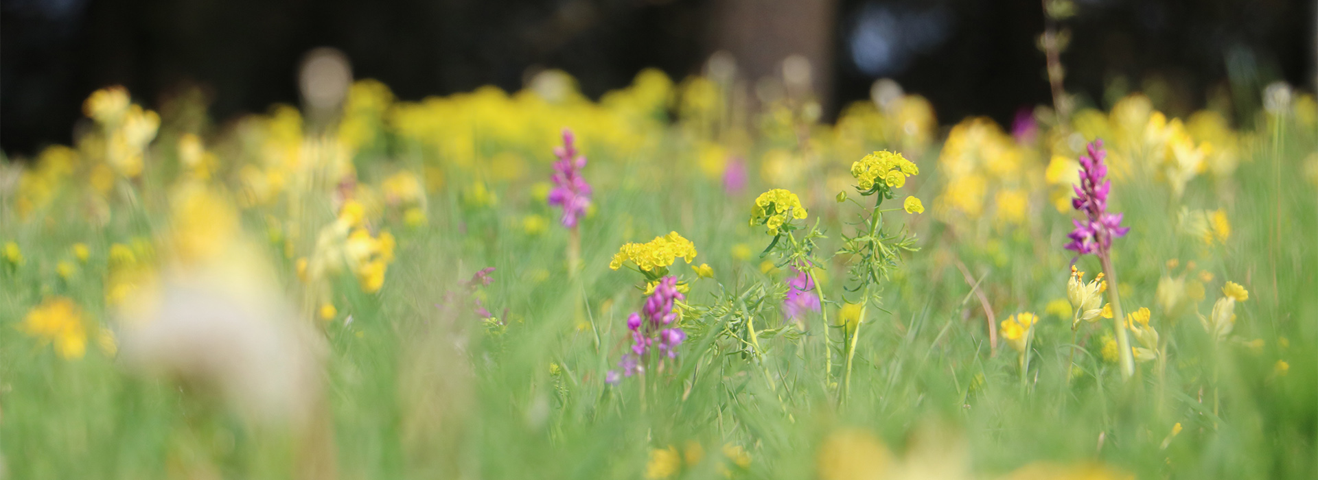 Pelouse en fleurs de la Réserve naturelle de la côte de Mancy