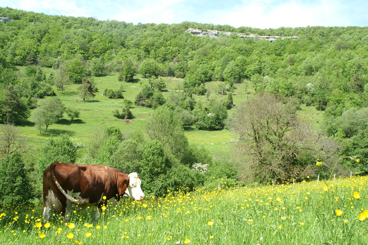 Vache Montbéliarde sur RNN ravin de Valbois