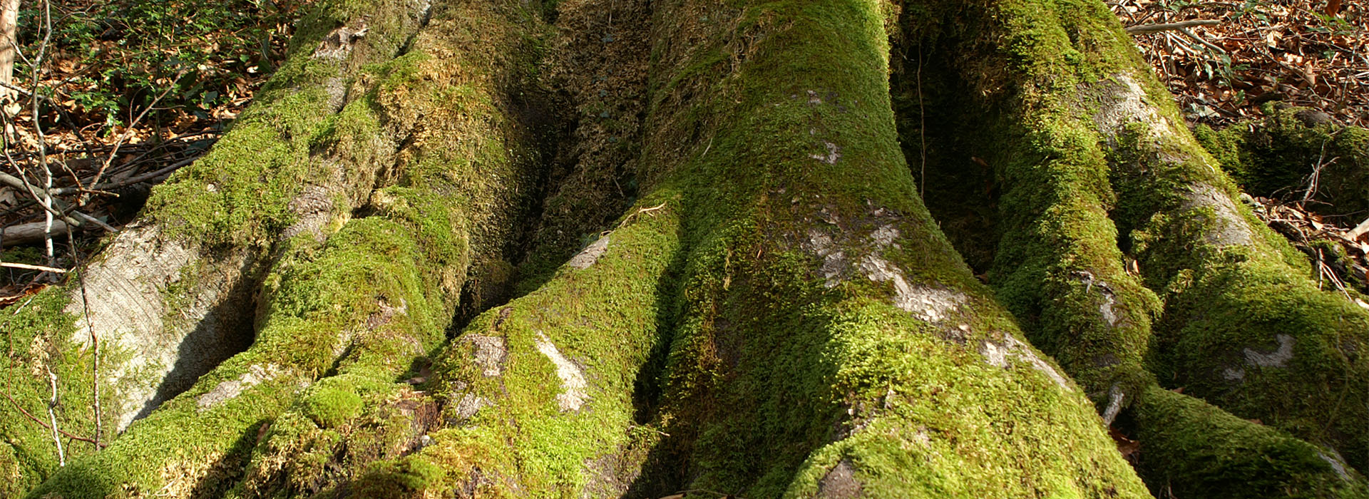 forêts : tronc de chêne