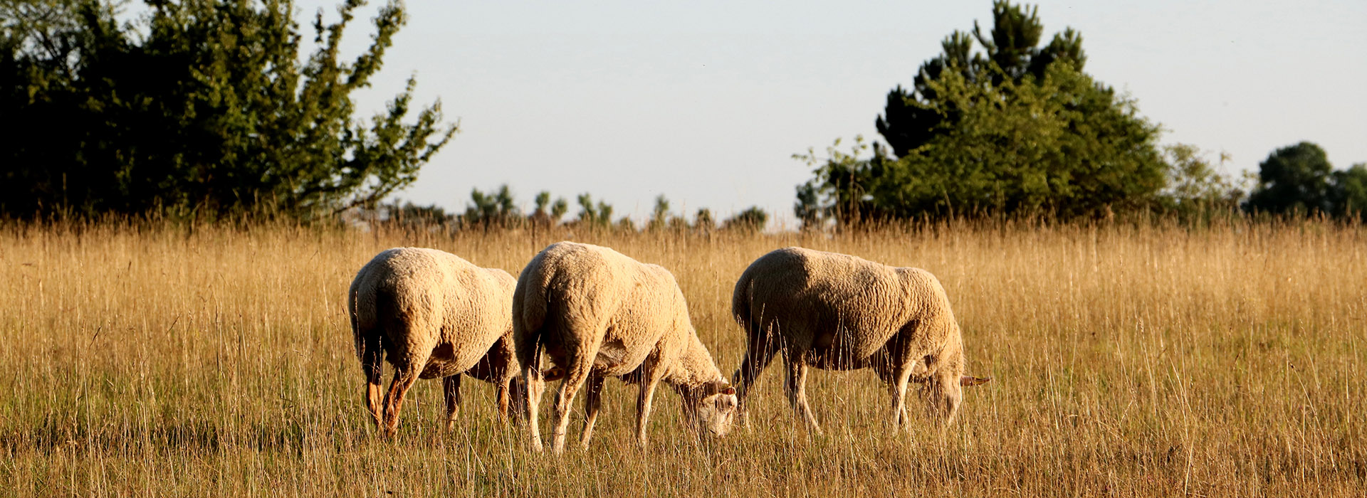 Pâturage par des moutons d'une pelouse sèche de Champlitte