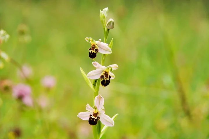 Orchidée ©Conservatoire d'espaces naturels de Franche-Comté