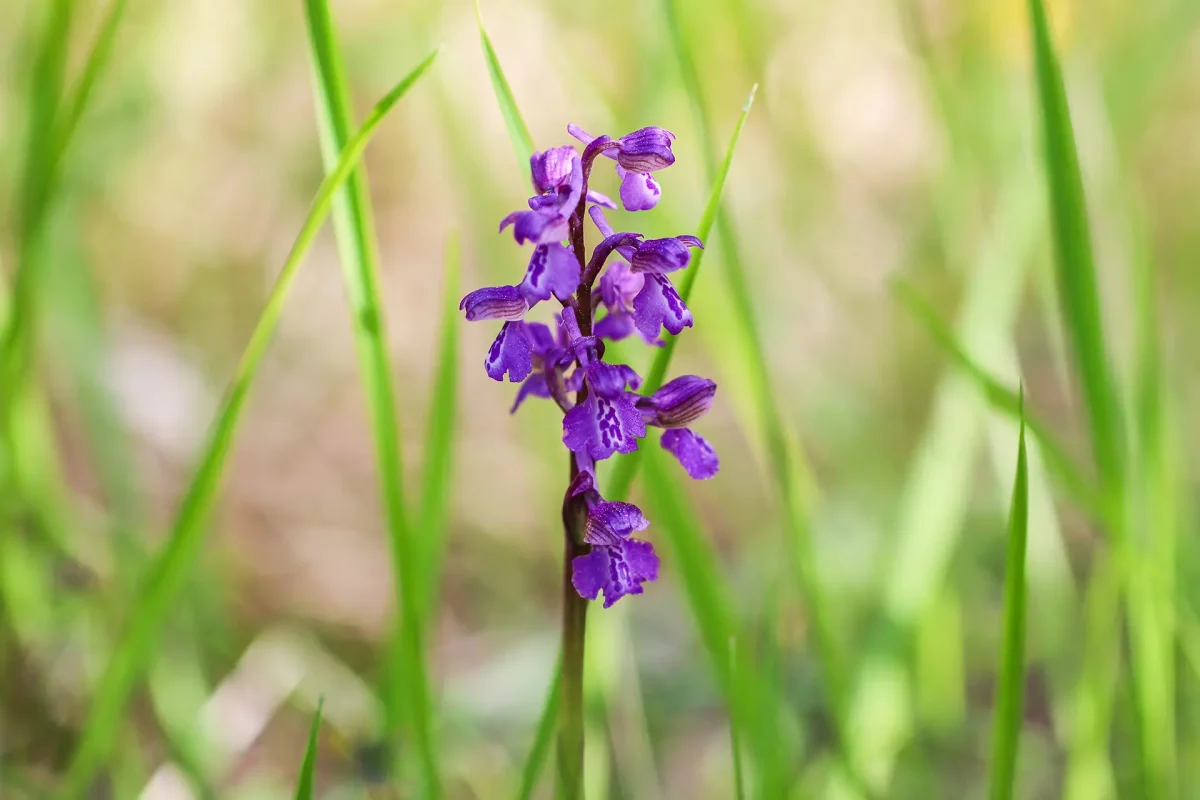 Orchidée ©Conservatoire d'espaces naturels de Franche-Comté