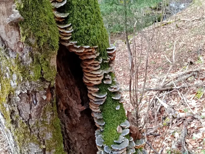 Champignons sur tronc d'arbre mort