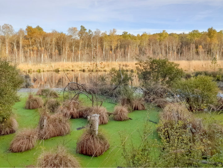 Tourbière de la Grande Pile ©C. Lapprand - Conservatoire d'espaces naturels de Franche-Comté