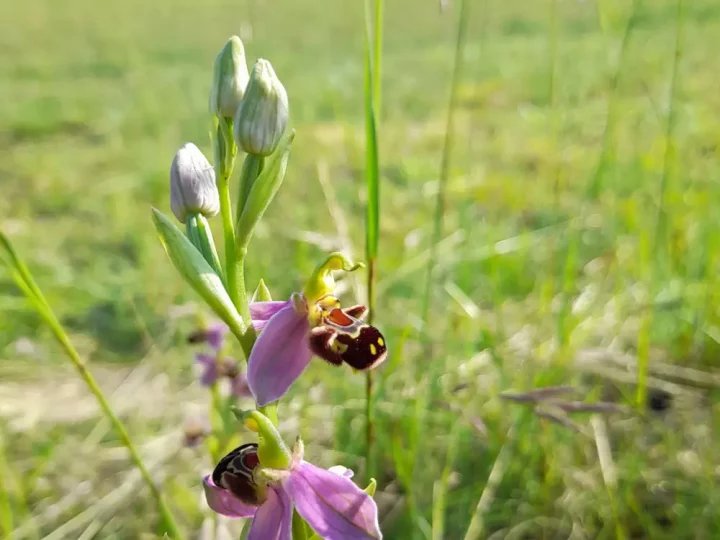 Orchidée sur pelouse calcaire Photo © Conservatoire d'espaces naturels de Franche-Comté