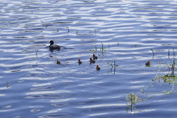 Foulque macroule et ses petits sur l'étang du Barchet ©CEN Franche‑Comté