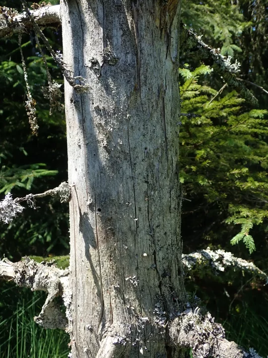 Chandelle (arbre mort sur pied) couverte de lichens © G. Doucet