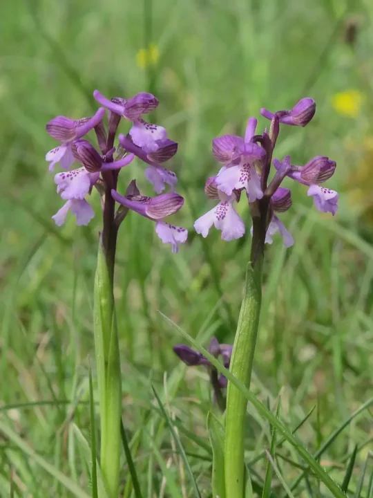 Orchis bouffon • Anacamptis morio ©G. Doucet