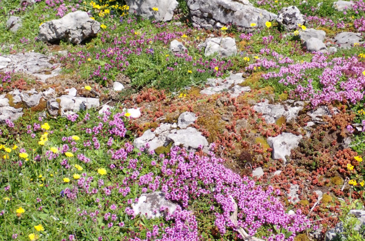 © Conservatoire d'espaces naturels de Franche-Comté