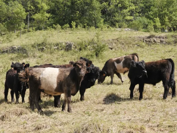 Troupeau de vaches Galloway du Conservatoire d'espaces naturels de Franche‑Comté