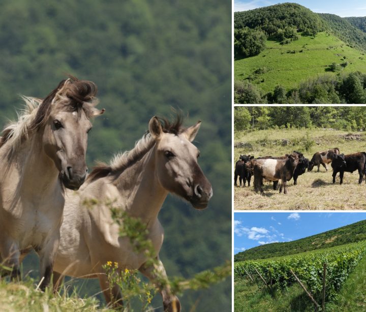 Troupeau de vaches Galloway du Conservatoire d'espaces naturels de Franche‑Comté