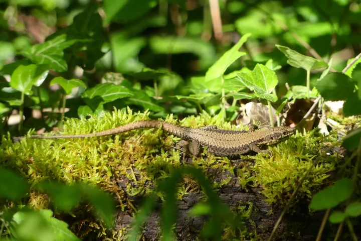 Mâle de lézard des murailles ©D. Wilhelm