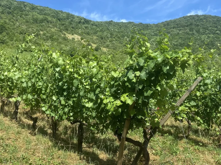 Temps fort adhérents sur les coteaux de Vuillafans ©Nicolas Pettini • CEN Franche‑Comté