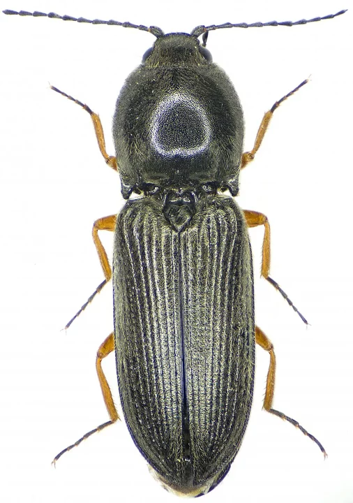 Cardiophorus rufipes (insectes.org / Patrick Deyroze)