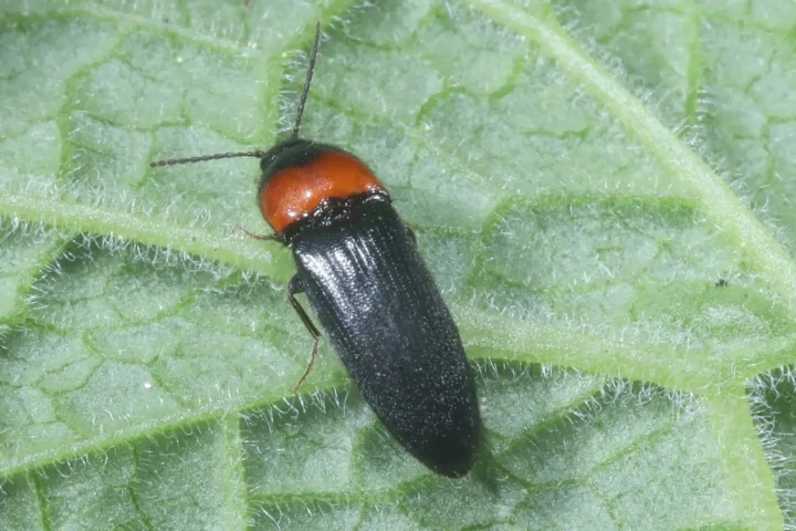Ampedus sinuatus (insectes.org / Michel Ehrhardt)