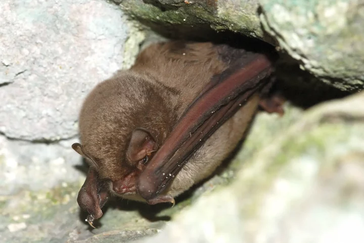 Minioptère de Schreibers ©Ludovic JOUVE