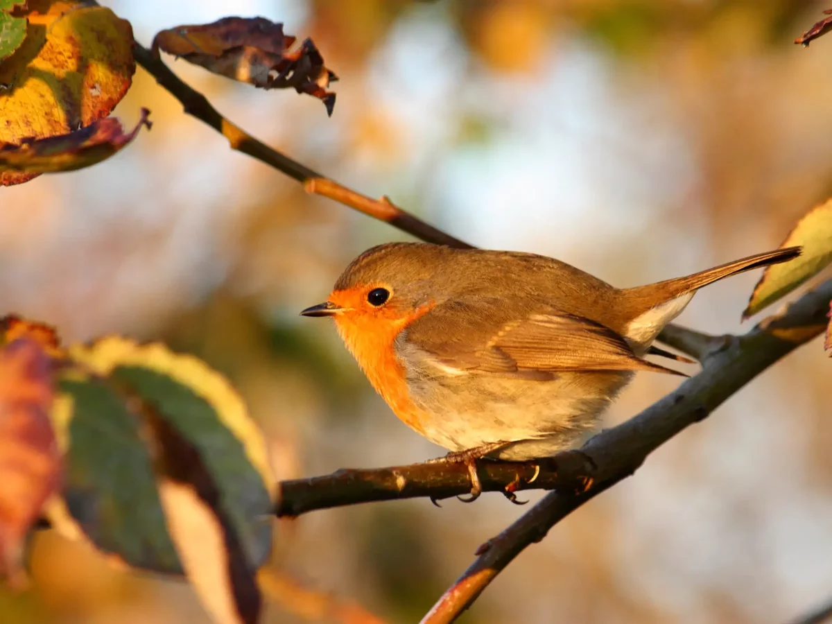 Rouge-gorge familier ©G. Halliez