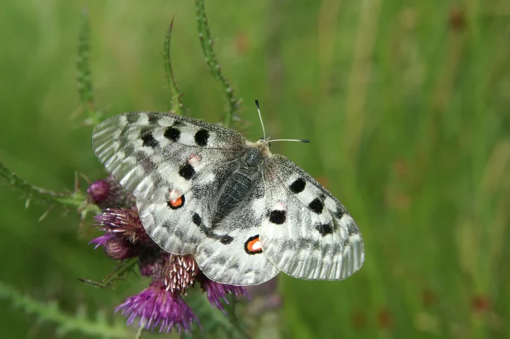 L'apollon (Parnassius apollo)