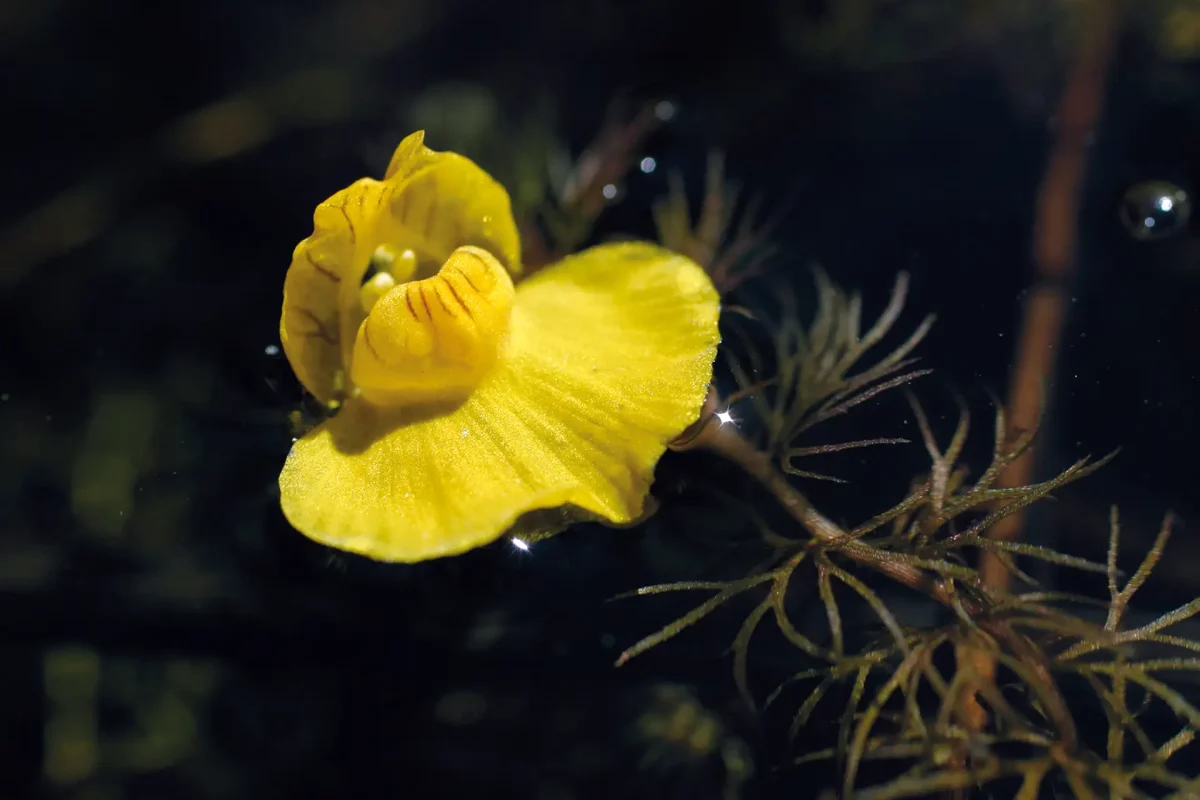 Utriculaire du Styx (Utricularia stygia) ©J. Guyonneau • CBNFC-ORI