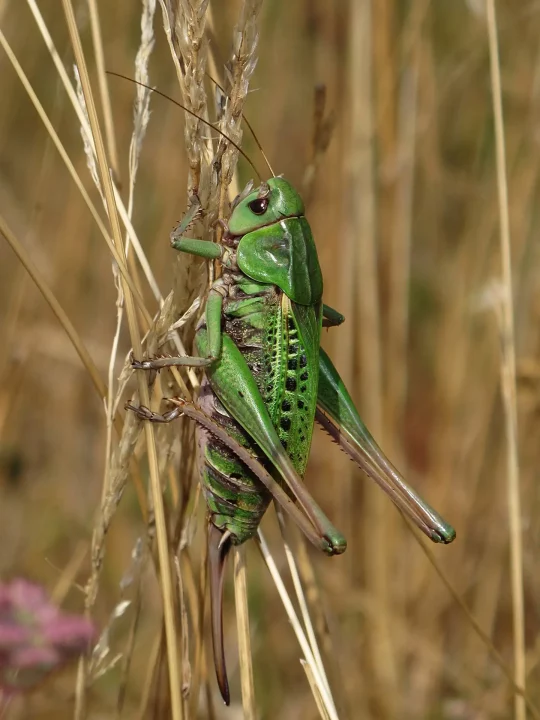 Dectique verrucivore ©G. Doucet