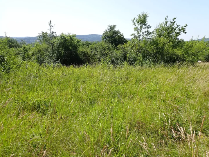 La pelouse sèche enfrichée l'été dernier