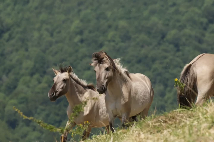 Tout est prêt pour accueillir les chevaux koniks polskis du troupeau itinérant du Conservatoire en mai.
