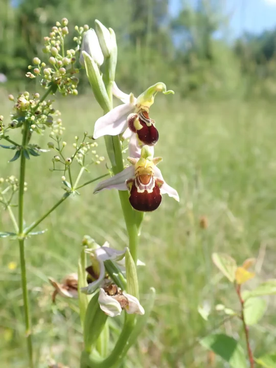 Cette pelouse à brome érigé accueille tout un cortège d’insectes et de fleurs typiques de ces milieux secs tels que l’ophrys abeille.