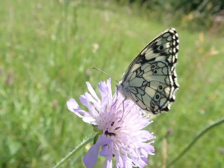 Demi-deuil sur knautie des champs