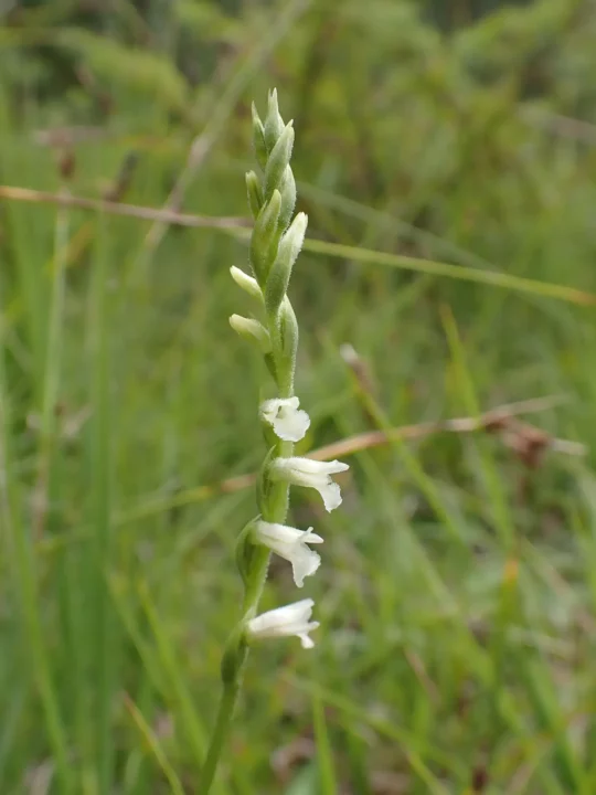 Spiranthe d'été, orchidée remarquable