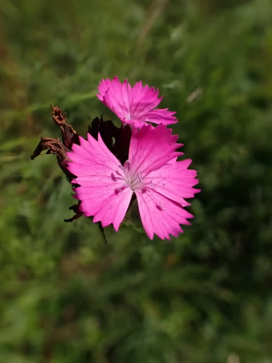 Œillet des Chartreux